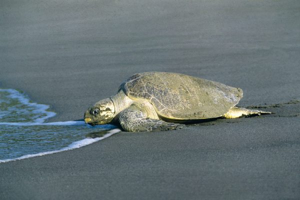 Leatherback turtle 1