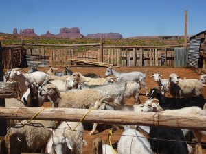 Learn about Navajo sheepherding on your summer vacation with Deer Hill teen summer adventures