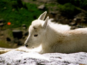 Baby mountain goat resting