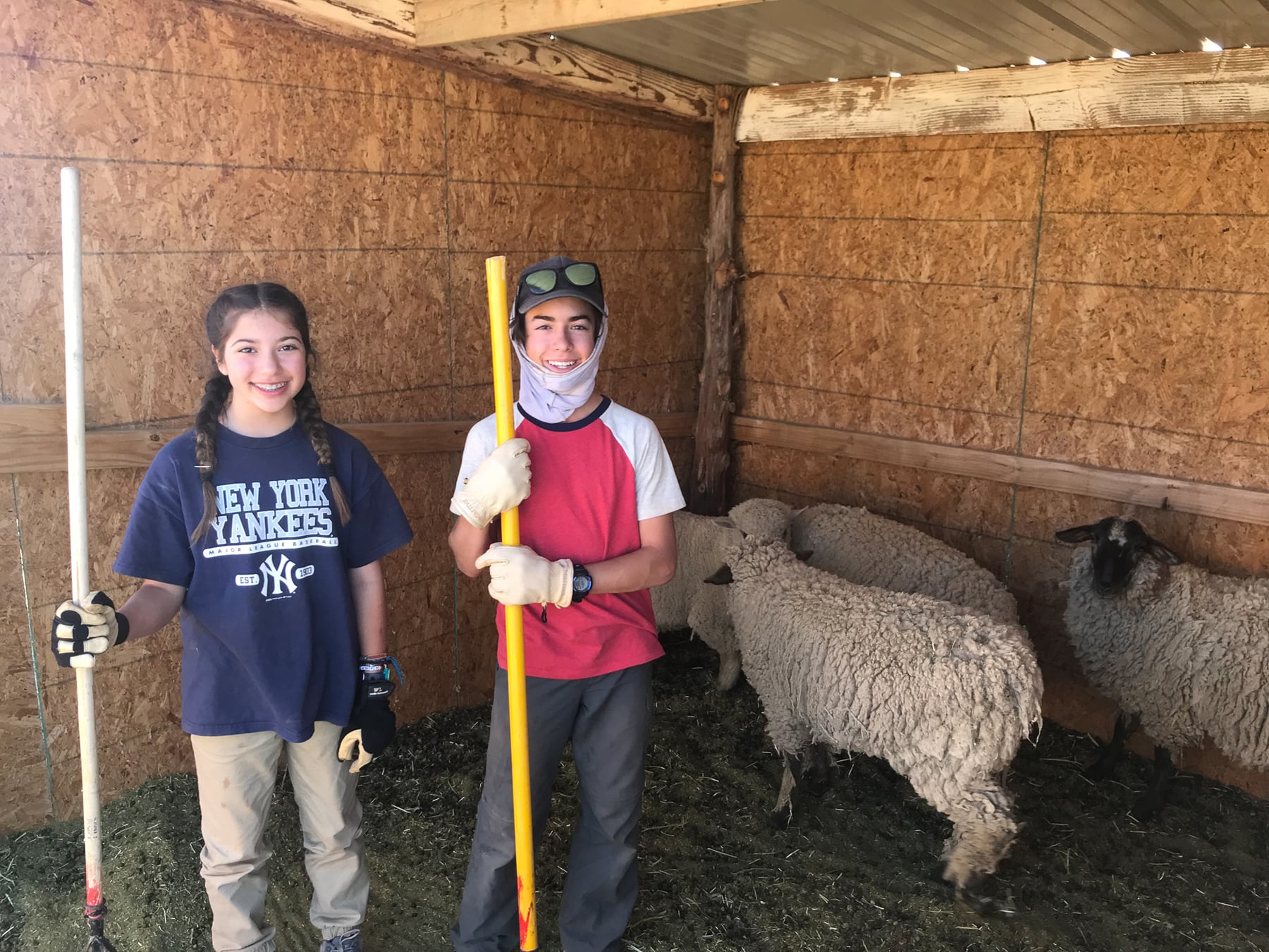 summer camp teens doing service, feeding sheep