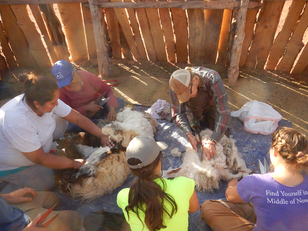 Sheep shearing with Navajo service site hosts, East Bay Waldorf School has a true cross-cultural experience