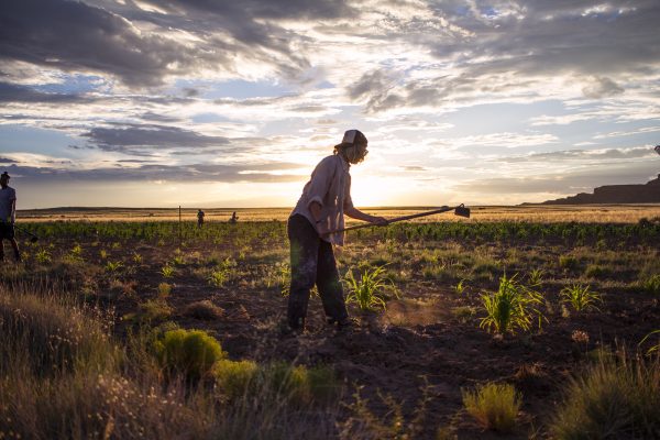 Service - Instructor weeding cornfield at sunset